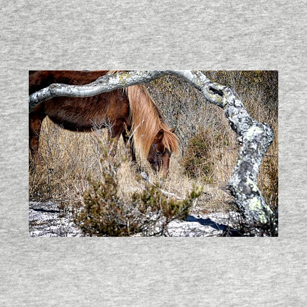 Lunchtime for Assateague Pony Gokey Gogo Bones by Swartwout